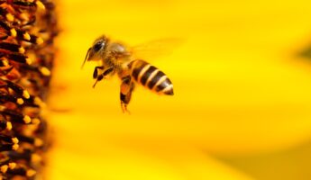 © Hans-Benn-Pixabay - Bee