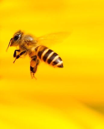 © Hans-Benn-Pixabay - Bee