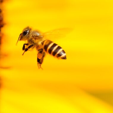 © Hans-Benn-Pixabay - Bee