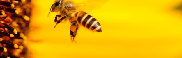© Hans-Benn-Pixabay - Bee