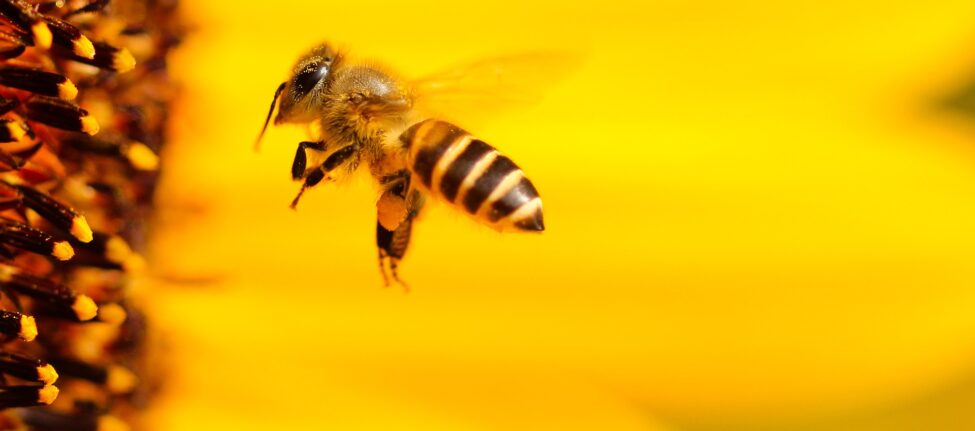 © Hans-Benn-Pixabay - Bee