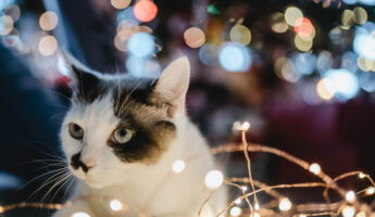 Chat et lumières de scène