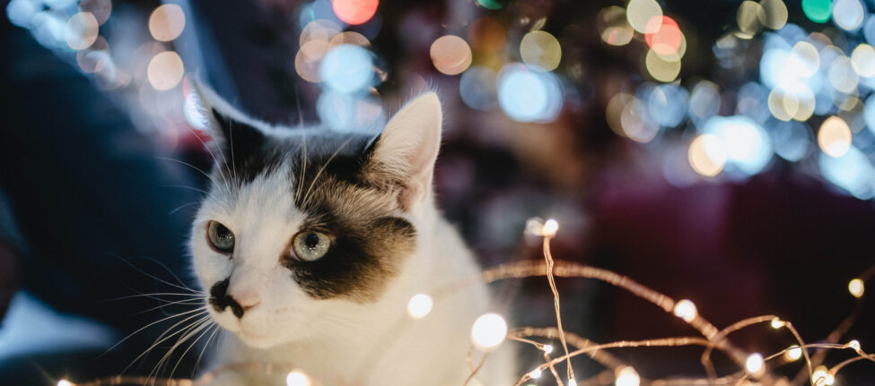 Chat et lumières de scène